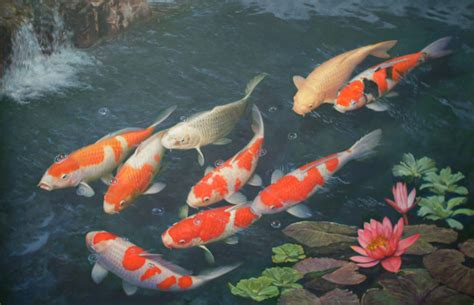 Koi Fish Free Live Wallpaper - WallpaperSafari