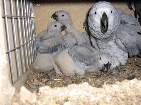 ALI RAZA SHAH BIRDS: African Grey Parrots – Breeding