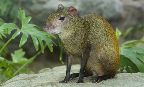 Red-rumped agouti | Smithsonian's National Zoo and Conservation Biology ...