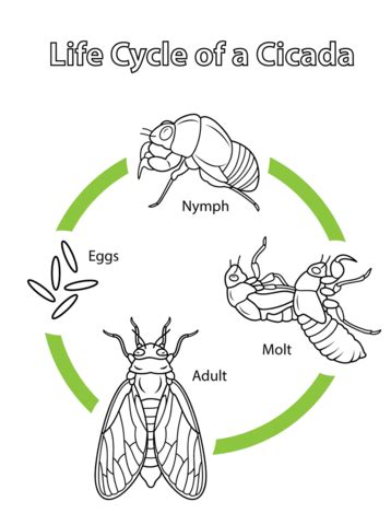 Life Cycle of a Cicada coloring page | Free Printable Coloring Pages