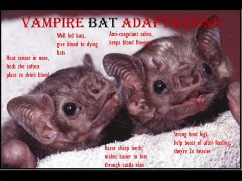 PPT - Vampire Bat Adaptations PowerPoint Presentation, free download ...