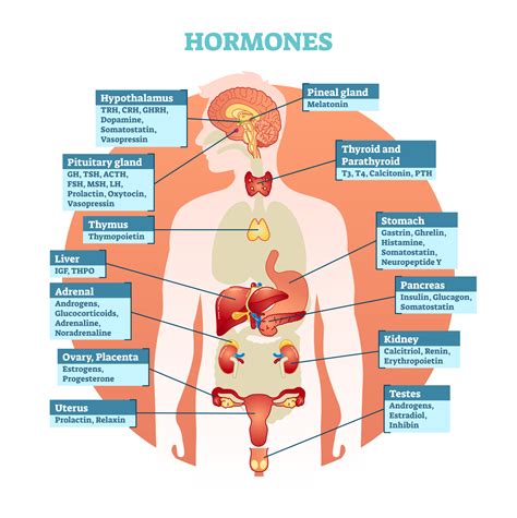 7a2 Hormones – HumanBio