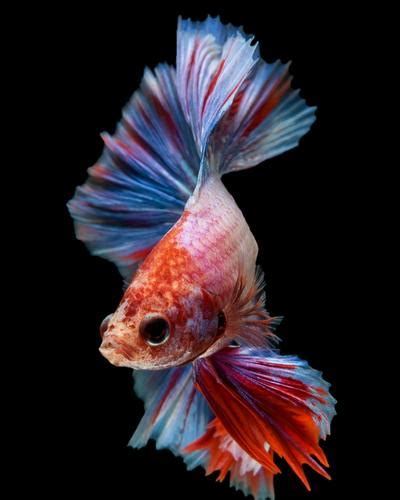 Betta Fish Dropsy: Symptoms & Causes (5 Proven Curing Tips)