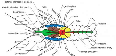 Shrimp Anatomy - Omran Permana