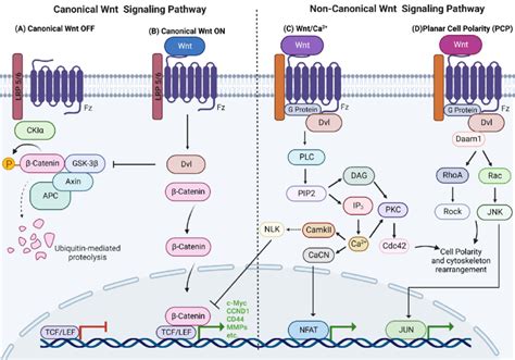 Overview of Wnt signaling pathways. (A) Canonical Wnt pathway off. (B ...