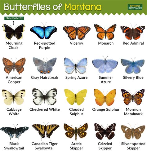 Types of Butterflies in Montana