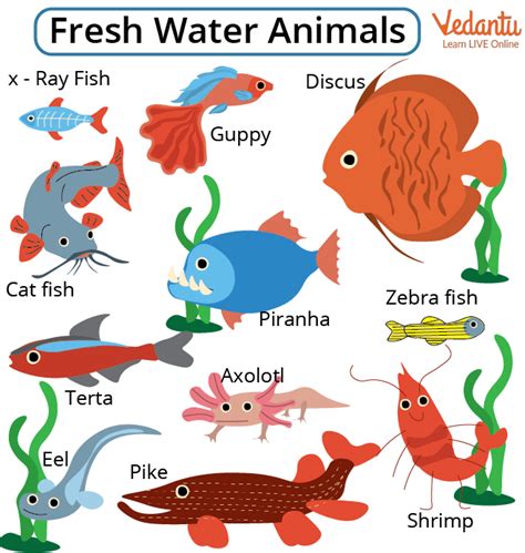 List of Freshwater Animals - Learn with Examples for Kids