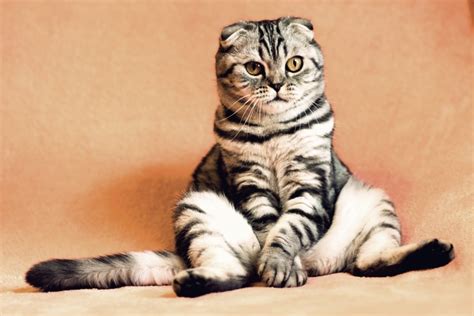 Top 10 Cutest Cat Breeds in the World [2021] - Pet Territory