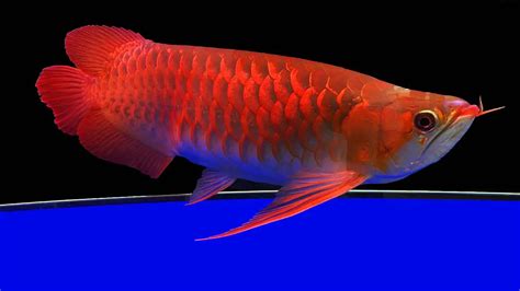 Arowana: Facts, Care, Diet, Breeding, & More