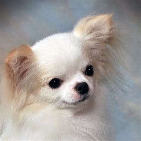 49+ Teacup Long Haired Chihuahua Image - Bleumoonproductions