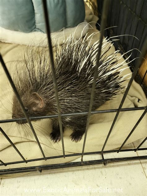 Female Cape Porcupine (African Crested) 8 wks old for Sale