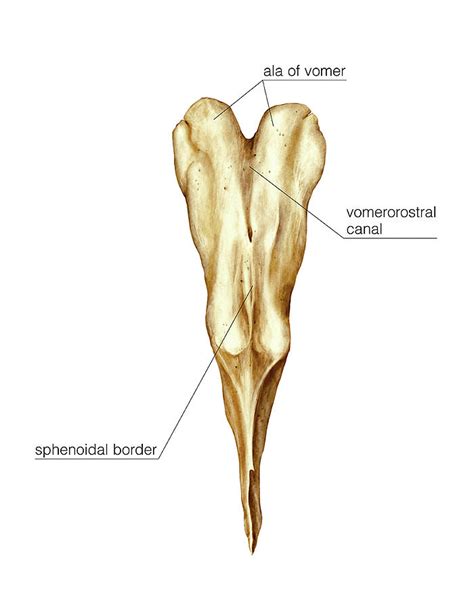 Vomer Anatomy - Anatomical Charts & Posters