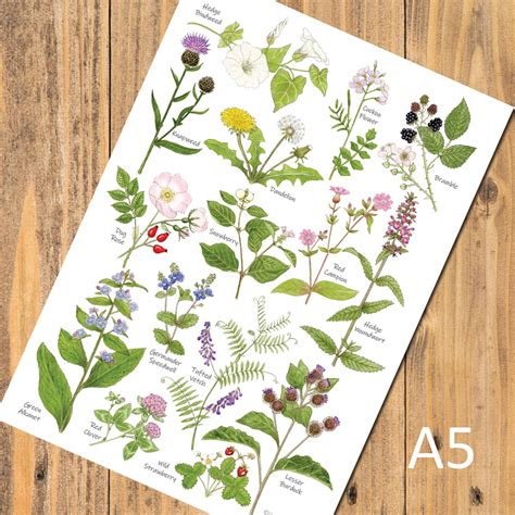 Hedgerow Wild Flowers Identification A5 Chart, Art Print