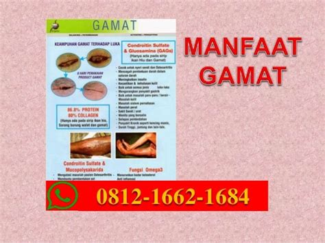 Manfaat Gamat Extract Emulsion K Link, HP/WA 0812-1662-1684 (T-Sel ...