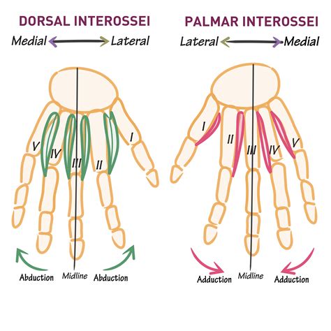 Gross Anatomy Glossary: Hand muscles - Interossei (Dorsal and Palmar ...