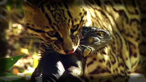 Ocelot kills an Iguana - Ocelote mata una iguana - YouTube