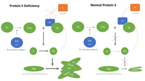 Protein C pathway – Nodia