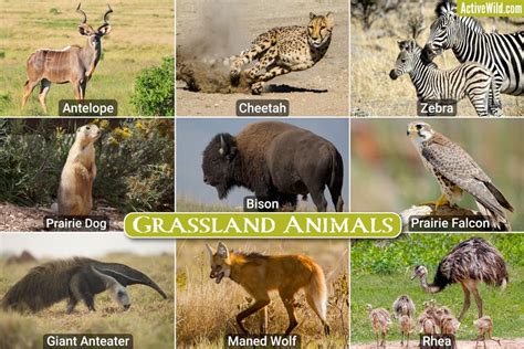 Grassland Animals List, Interesting Facts On Animals That Live In ...