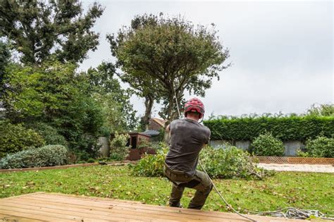 Tree removal company - what happens during tree felling?