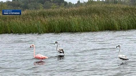 Flamingos sighted in another Wisconsin lake