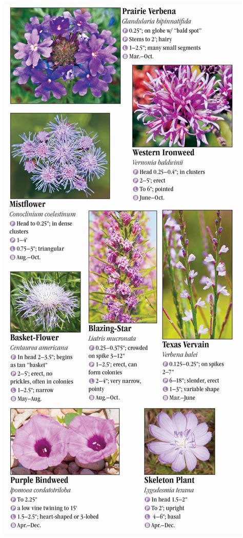 Wildflowers of North Texas – Quick Reference Publishing Retail