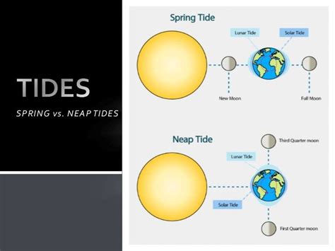 The Moon and Tides - Spring vs. Neap Tides