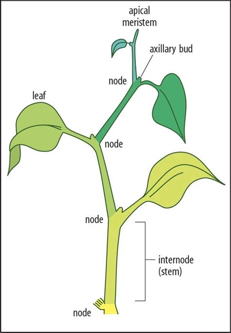 what is a leaf node on a plant - Google Search in 2020 | Plant science ...