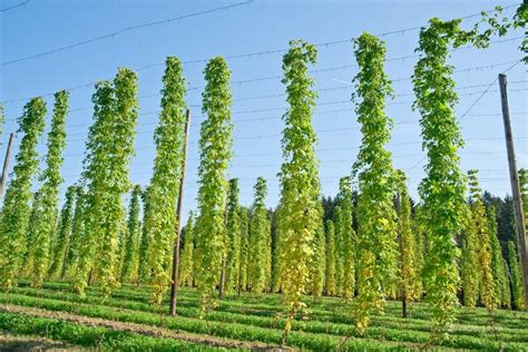 The Right Time To Harvest Hops (Expertly Explained) – Liquid Bread Mag