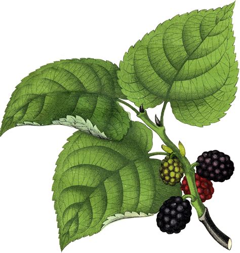 Vintage Mulberries Clip Art! - The Graphics Fairy | Flower drawing ...