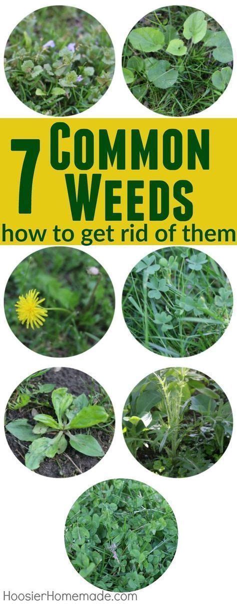 41 best Ontario Weed I.D. images on Pinterest | Identifying weeds ...