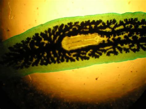 Class Turbellaria - Characteristics, Habitat, Reproduction/Life Cycle