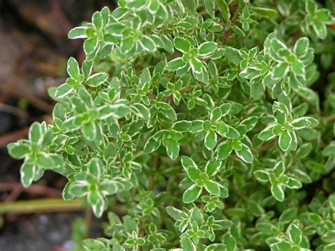 Backyard Patch Herbal Blog: Lemon Thyme - Herb of the Week