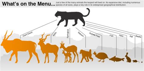 Population Growth - Snow Leopard Biology ISP