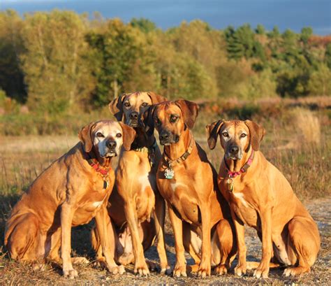 Rosie, Maia, Shelby & Gemma - Rhodesian Ridgebacks | Rhodesian ...