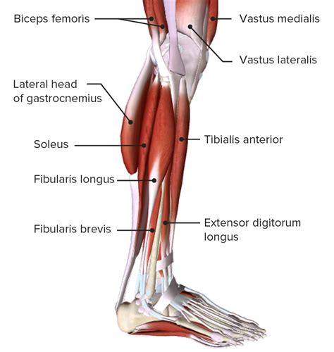 Lateral Thigh Muscles