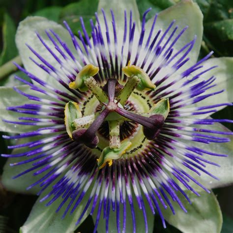 Buy Passion Flower Seeds Online - Rarexoticseeds