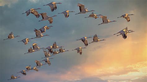 Sandhill Cranes Migration Photograph by Bob Juarez - Fine Art America