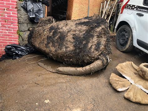 Encuentran a rata gigante en coladeras de la Ciudad de México - Erizos