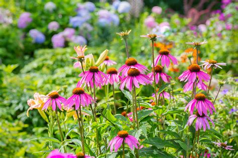 Low Maintenance Perennial Flowers Uk / 12 Remarkable Long Flowering ...