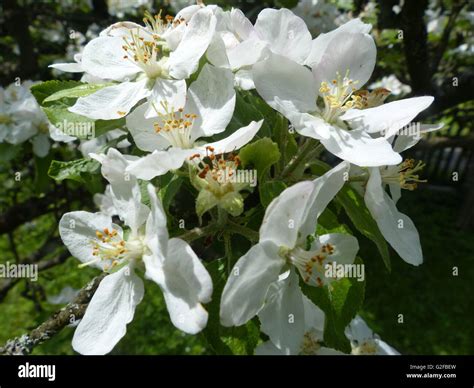 spring, blossoms, apple tree, fruit tree, fruit Stock Photo - Alamy