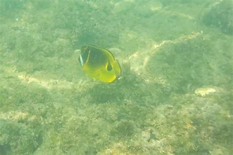 Best Waikiki Beach snorkeling spots for beginners (+ Waikiki snorkeling ...