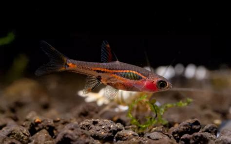 25 Best Harlequin Rasbora Tank Mates - AquariumNexus