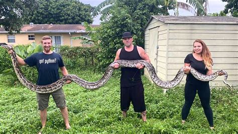 Record-Breaking Burmese Python Removed From The Wild By Pair In Florida