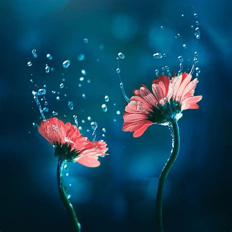 I Create Whimsical Images Using Flowers | Flower photography art ...