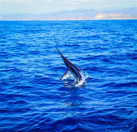 Cabo San Lucas Fishing Report - Blue Sky Cabo