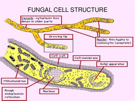 Fungal cell pictures