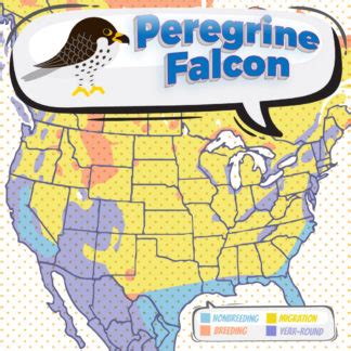 Peregrine Falcon - Bird Watching Academy