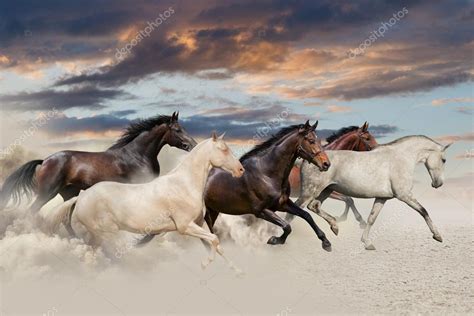 Five horse run gallop — Stock Photo © callipso_art #52971087