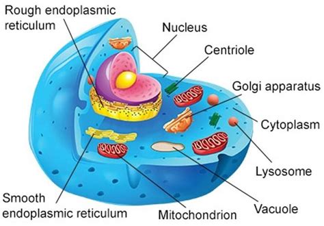 the structure of an animal cell is labeled in this diagram, including ...