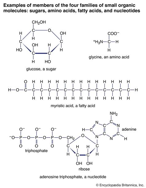 Glucose | Definition, Structure, & Function | Britannica